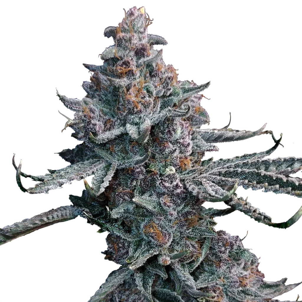 Runtz of Eden | PHOTOFEM | Elev8 Seeds