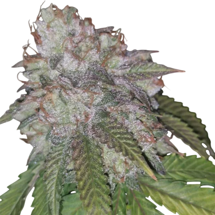 Runtzosa | PHOTOFEM | Pheno Finder Seeds