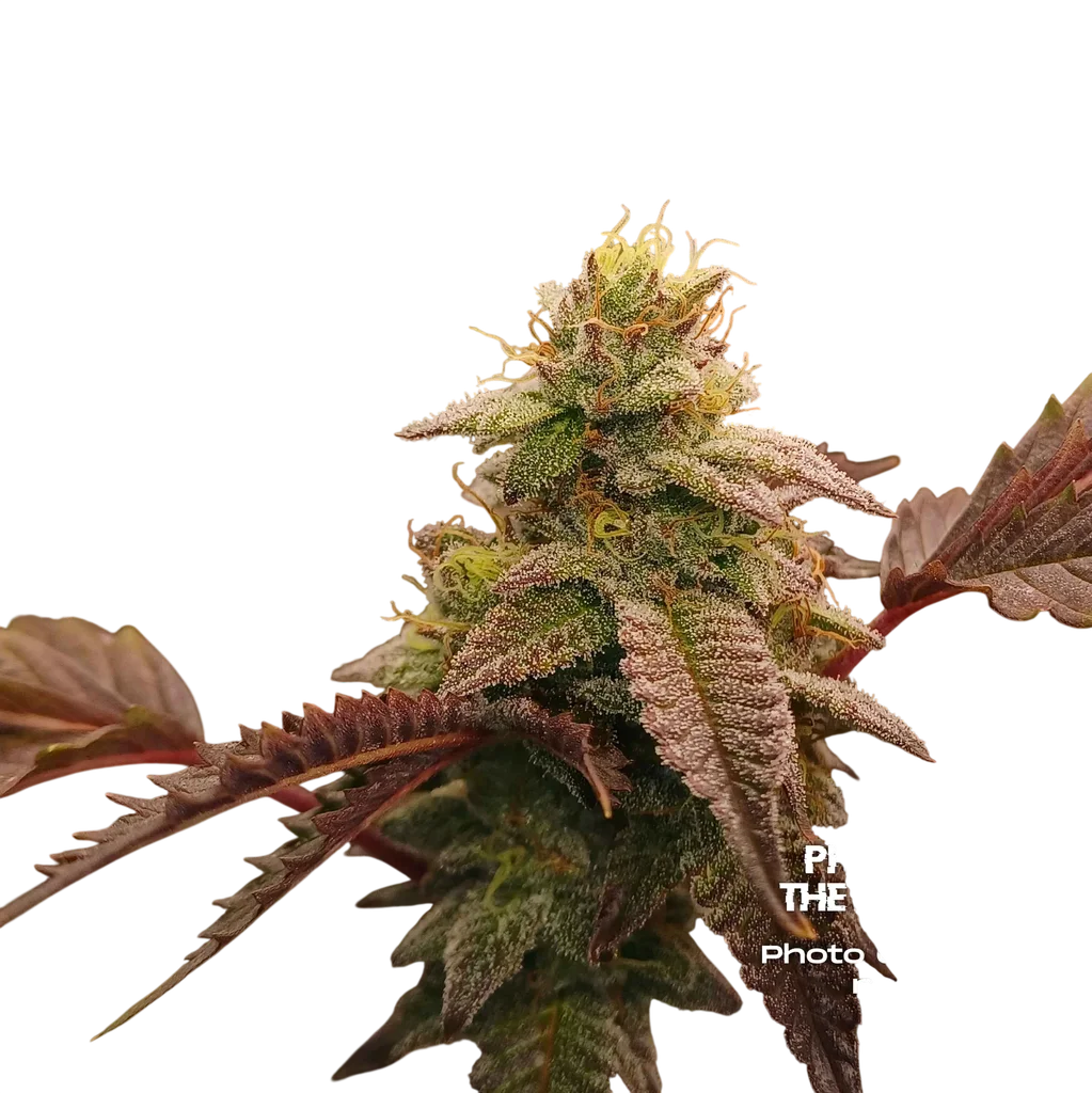Runtz S1 | PHOTOFEM | Elev8 Seeds