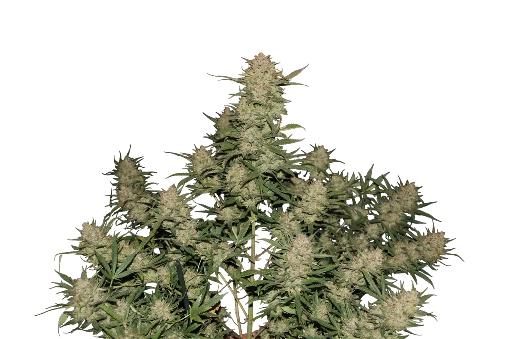 Original OG Kush Auto | AUTOFEM | Fast Buds