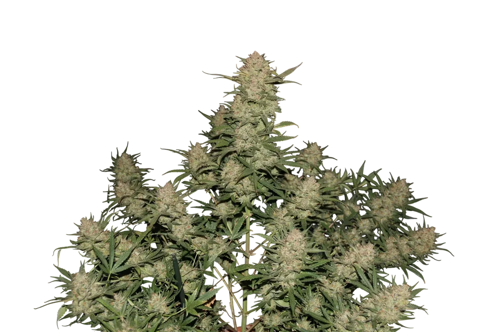 Original OG Kush Auto – Produktansicht