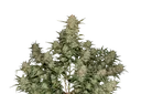Original OG Kush Auto | AUTOFEM | Fast Buds