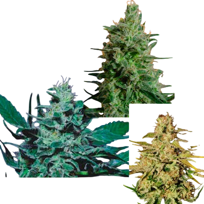 Sativa Champion Pack