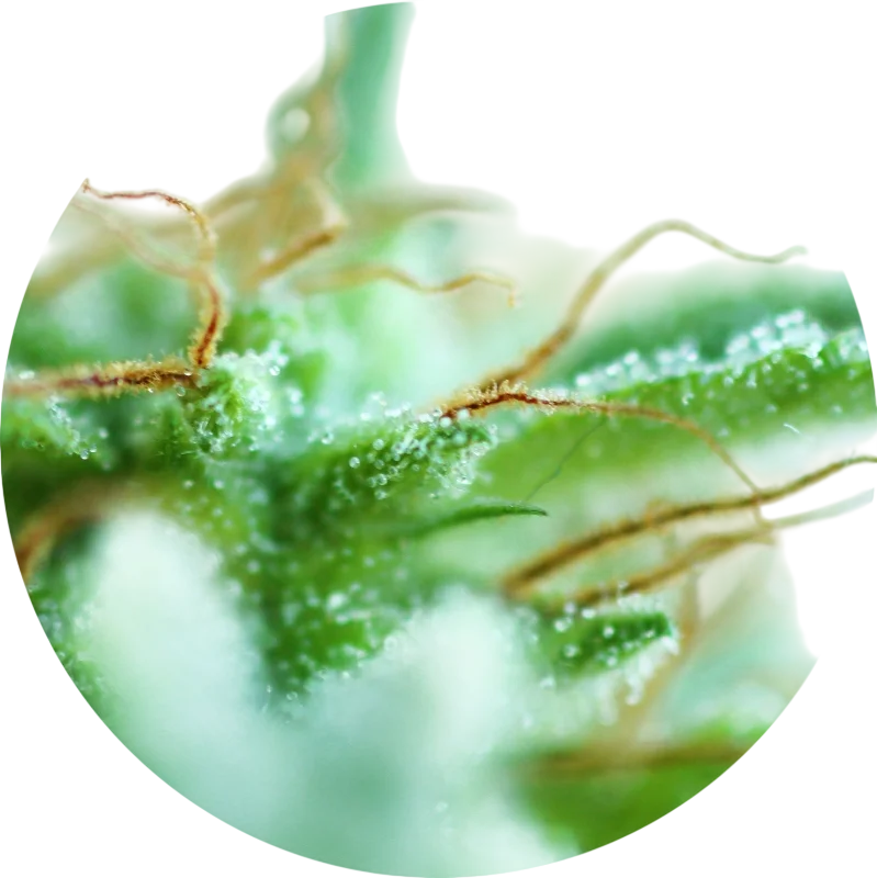 Sativa Mix | PHOTOREG | Top Tao Seeds