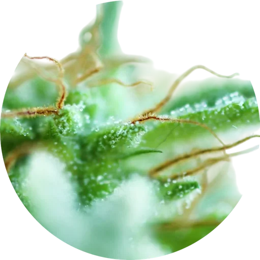 Sativa Mix