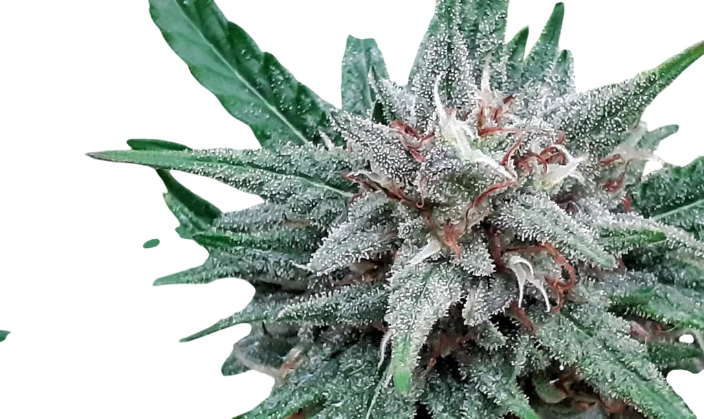 Sativa Samadhi | PHOTOREG | Top Tao Seeds