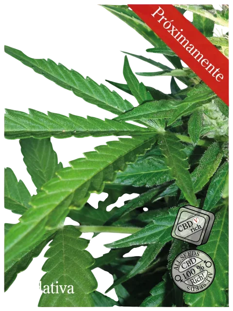 Sedativa CBDV:CBD | PHOTOFEM | Elite Seeds