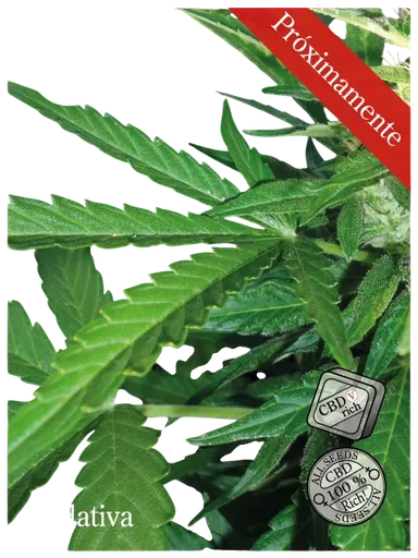 Sedativa CBDV:CBD