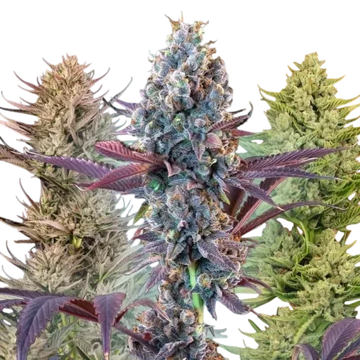 MegaMix Auto