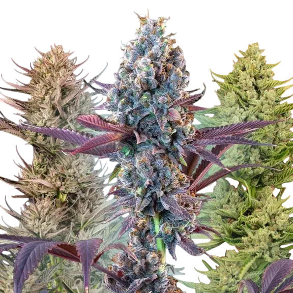 MegaMix | PHOTOFEM | Seedsman