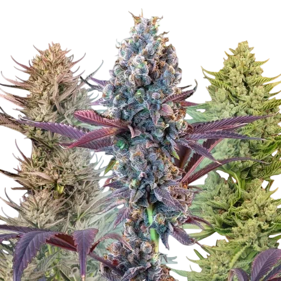 MegaMix | PHOTOFEM | Seedsman