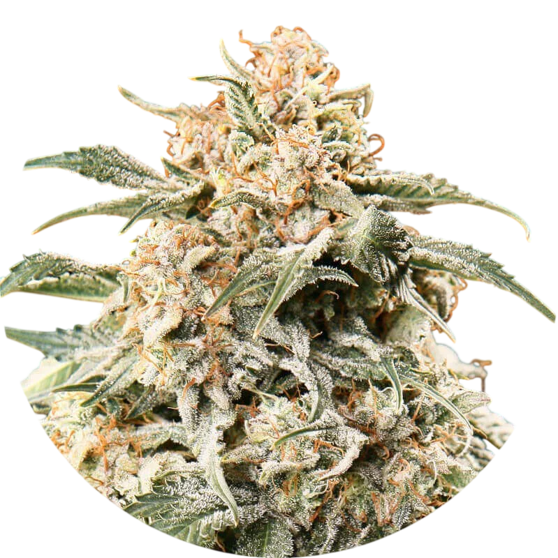 Semi Mix Auto | AUTOREG | Top Tao Seeds