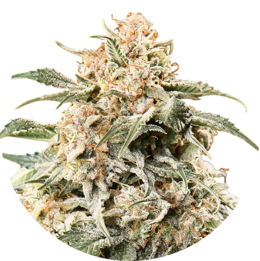 Semi Mix Auto