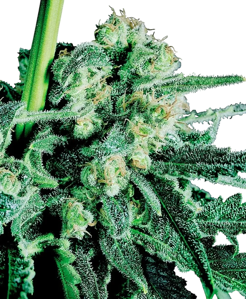 Sensi Skunk | PHOTOREG | Sensi Seeds