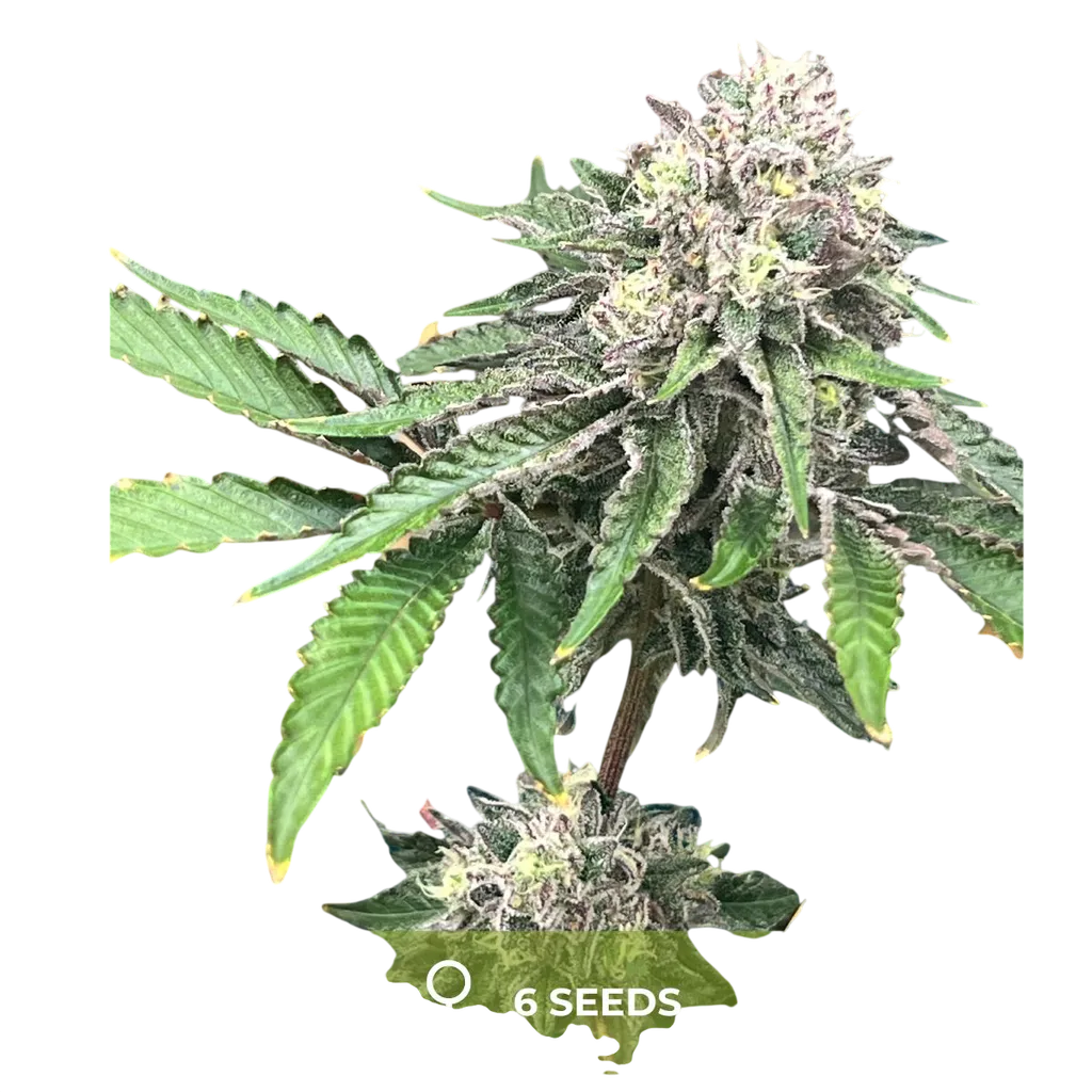 Sexyy | PHOTOFEM | Mosca Seeds