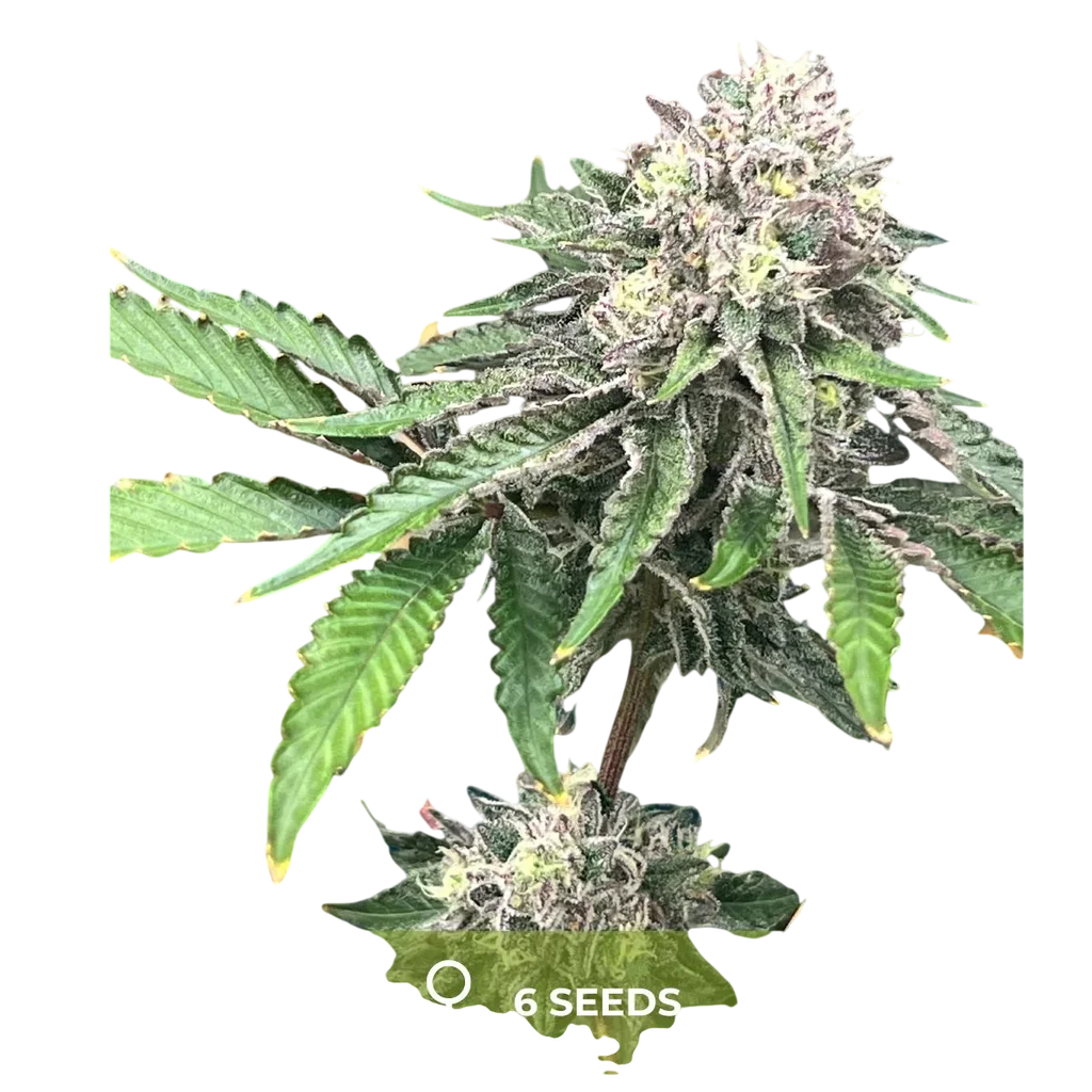 Sexyy | PHOTOFEM | Mosca Seeds