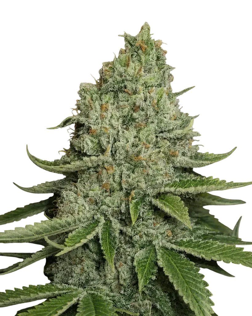 SFV OG Kush | PHOTOFEM | Cali Connection