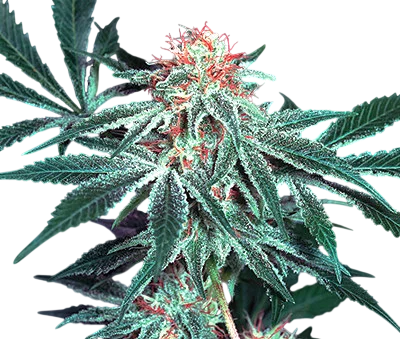 Shark Shock | PHOTOREG | Mr. Nice Seedbank