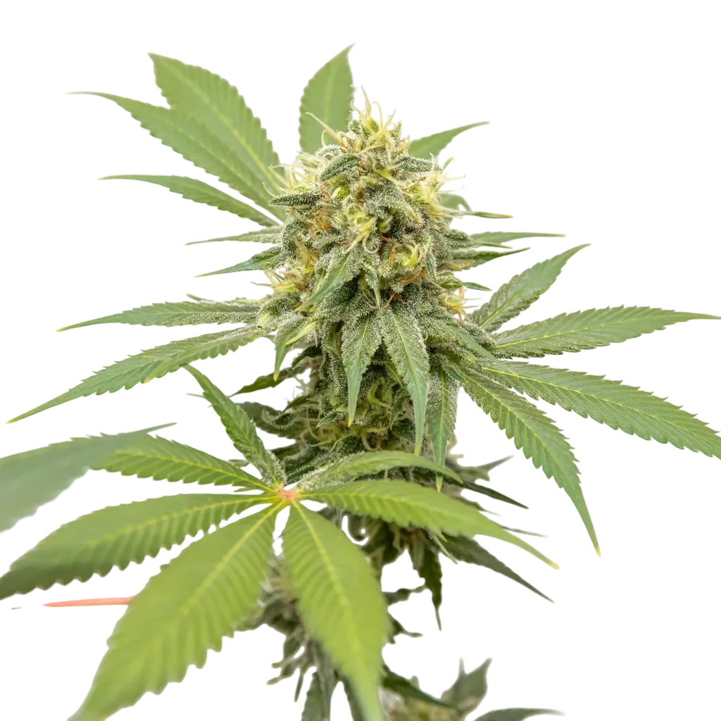 Shark Shock | PHOTOREG | Mr. Nice Seedbank
