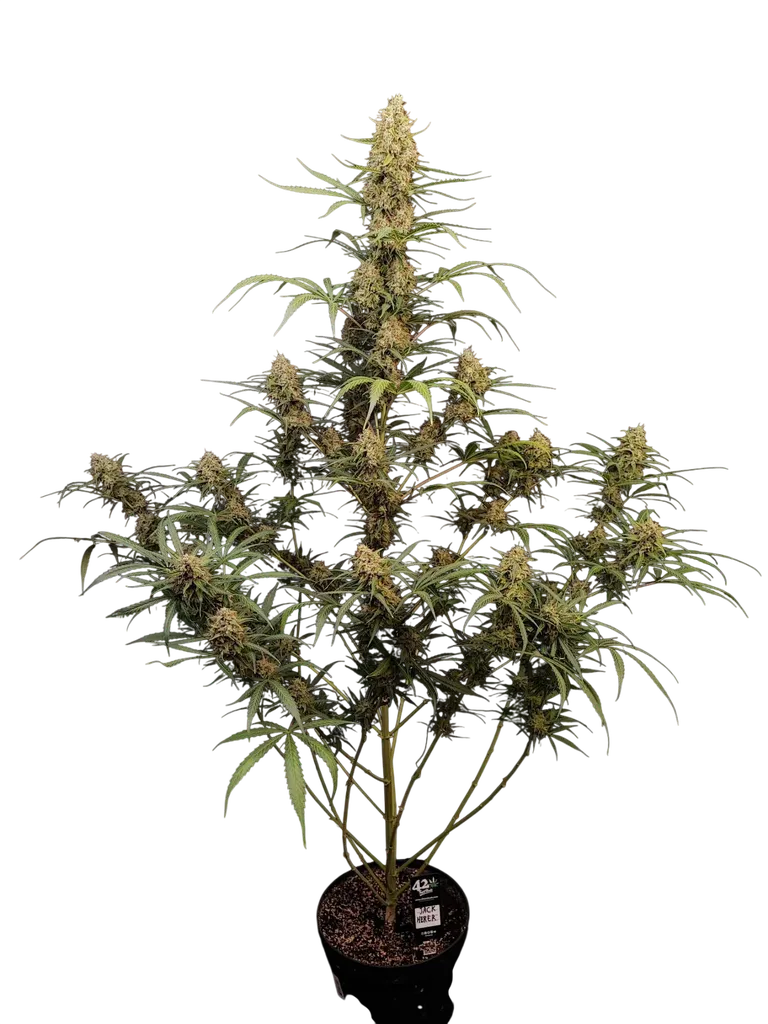 Original Jack Herer Auto | AUTOFEM | Fast Buds