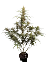 Original Jack Herer Auto | AUTOFEM | Fast Buds