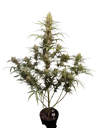 Original Jack Herer Auto | AUTOFEM | Fast Buds