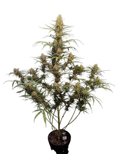 Original Jack Herer Auto | AUTOFEM | Fast Buds