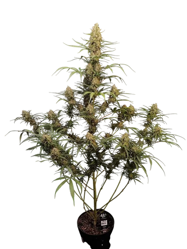 Original Jack Herer Auto