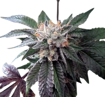 Shiatsu Kush