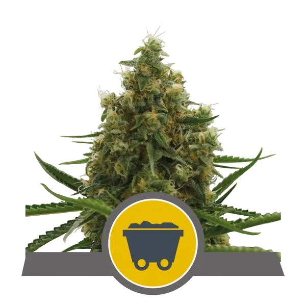 Shining Silver Haze | PHOTOREG | Royal Queen Seeds