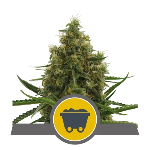 Shining Silver Haze