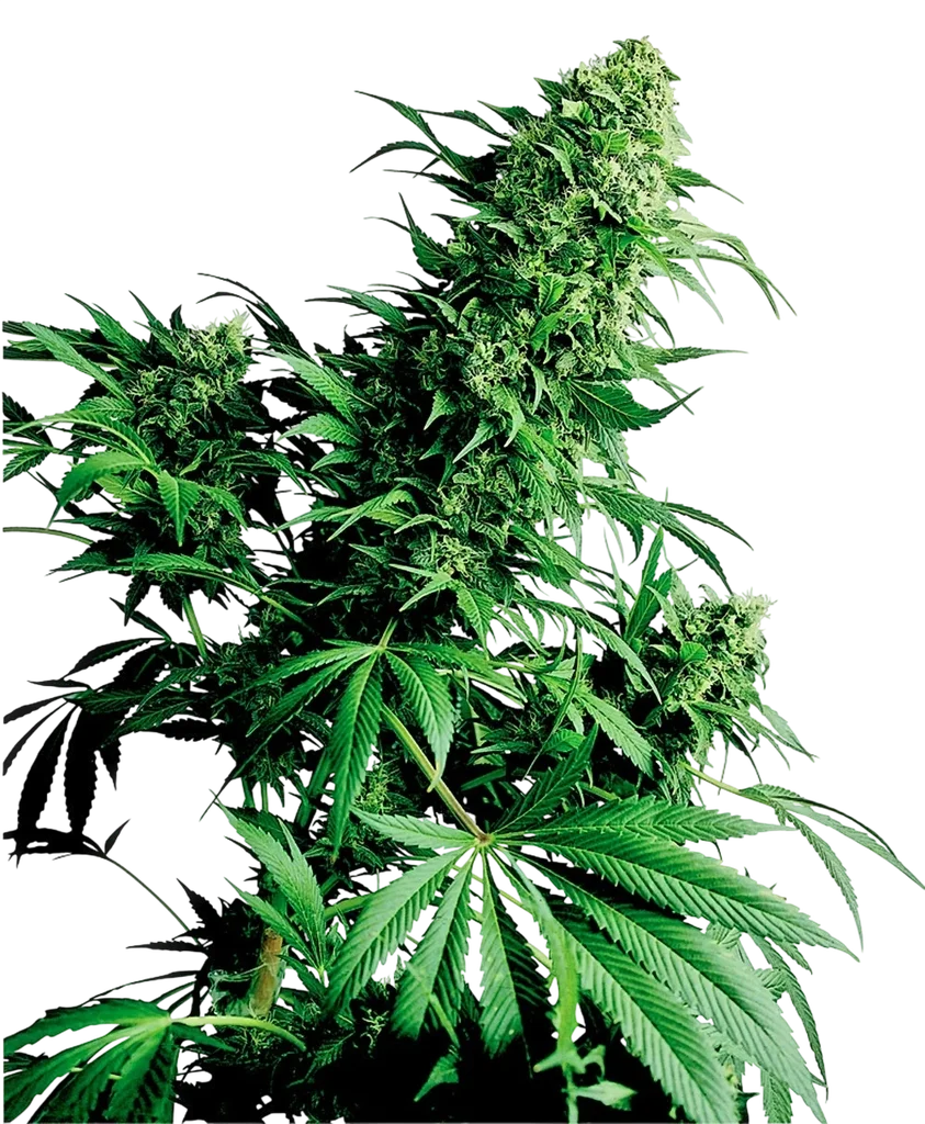 Shiva Shanti | PHOTOREG | Sensi Seeds