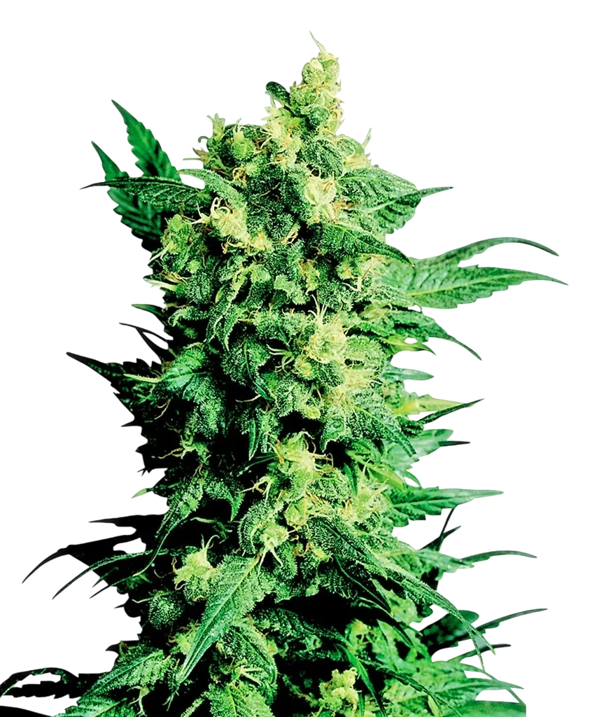 Shiva Shanti II | PHOTOREG | Sensi Seeds
