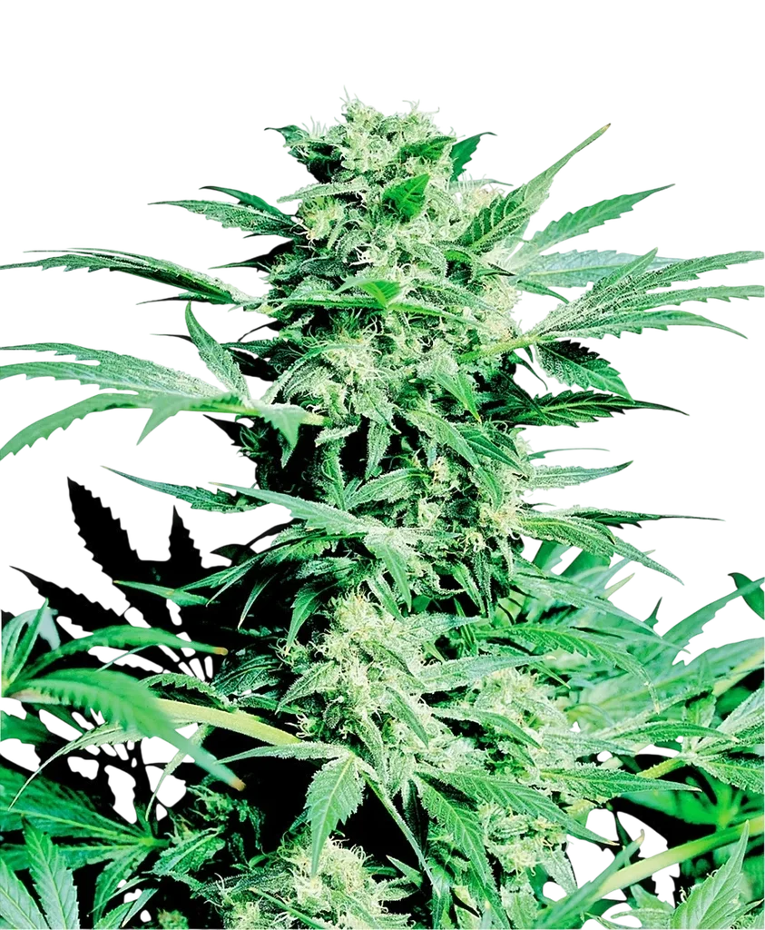 Shiva Skunk | PHOTOREG | Sensi Seeds