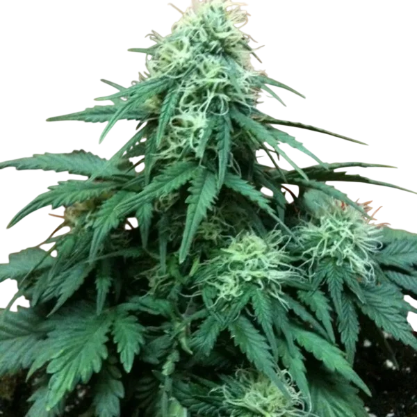 Short Rider Auto | AUTOFEM | Nirvana Seeds