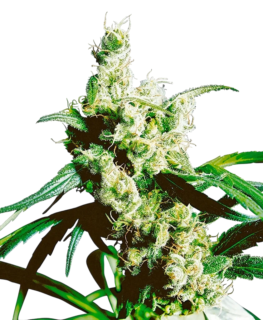 Silver Haze | PHOTOREG | Sensi Seeds