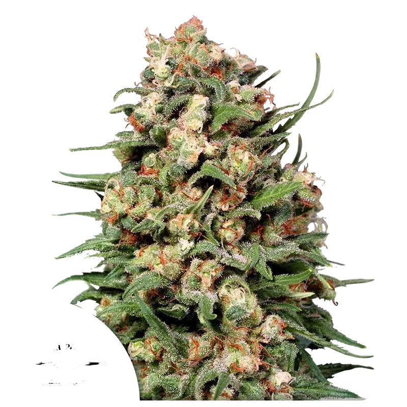Skunk #1 | PHOTOREG | Dutch Passion