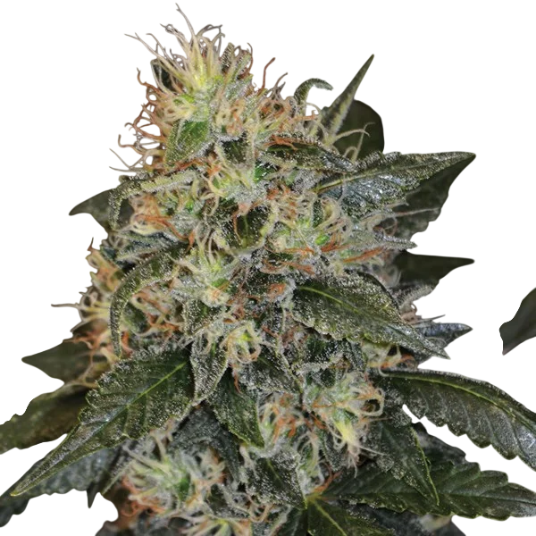 Skunk #1 | PHOTOFEM | G13 Labs