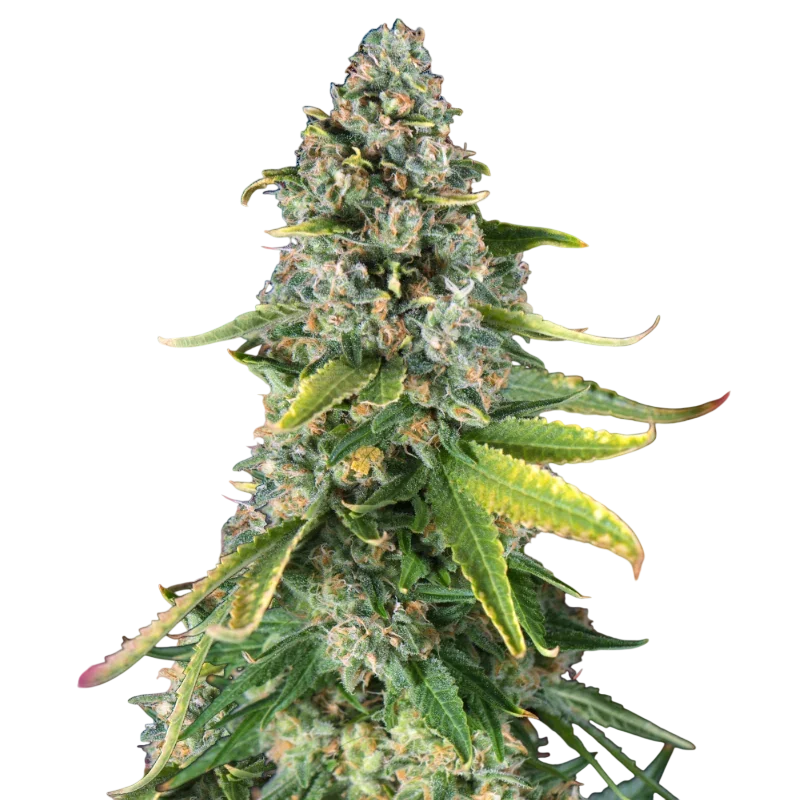 Skunk #1 | PHOTOFEM | Nirvana Seeds