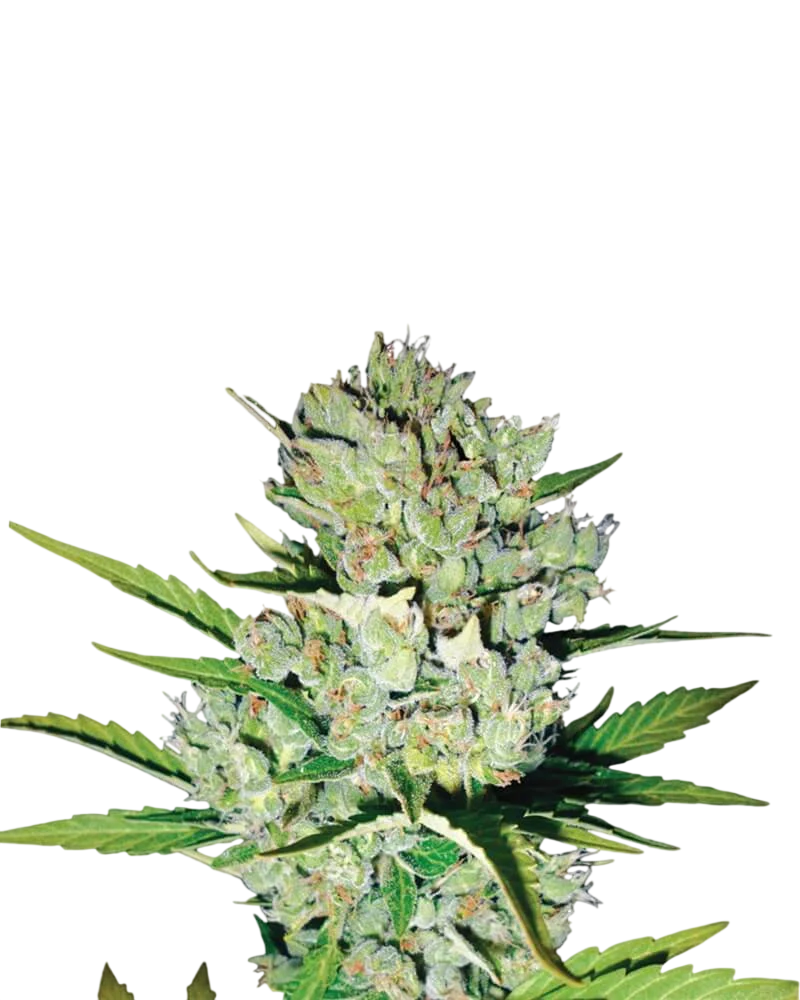 Skunk #1 Auto | AUTOFEM | Nirvana Seeds