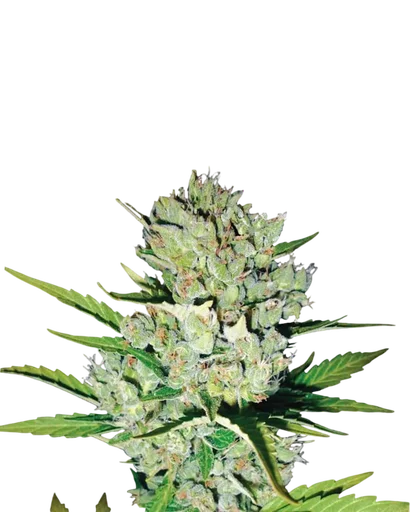 Skunk #1 Auto