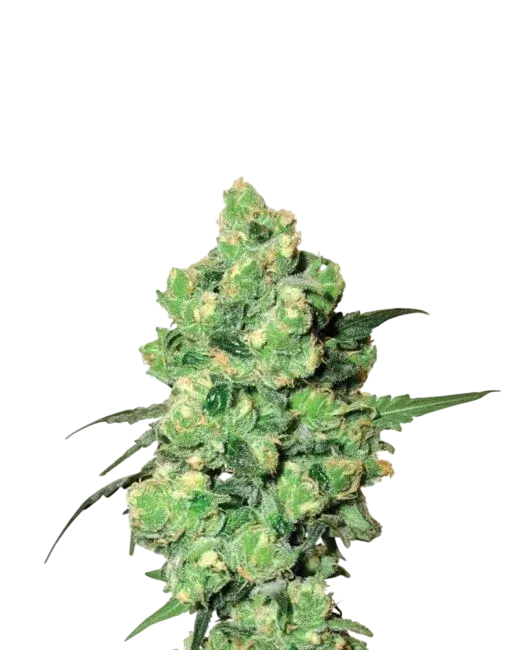 Skunk #1 | PHOTOREG | Nirvana Seeds