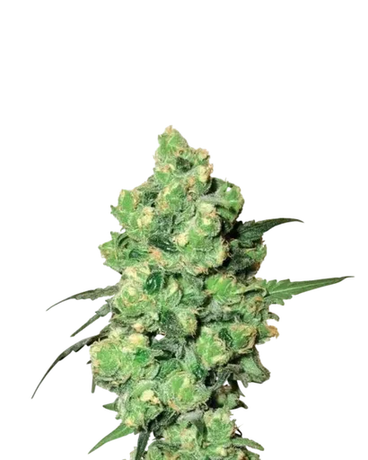 Skunk #1