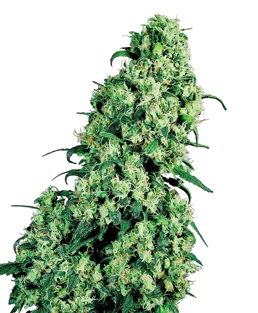 Skunk #1 | PHOTOREG | Sensi Seeds