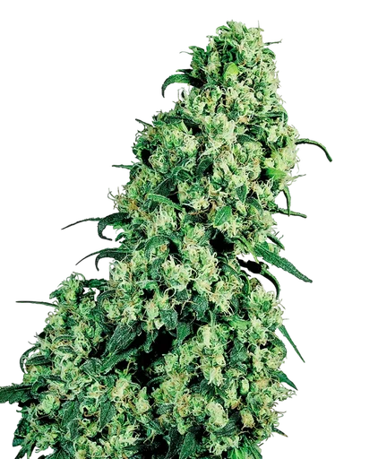 Skunk #1