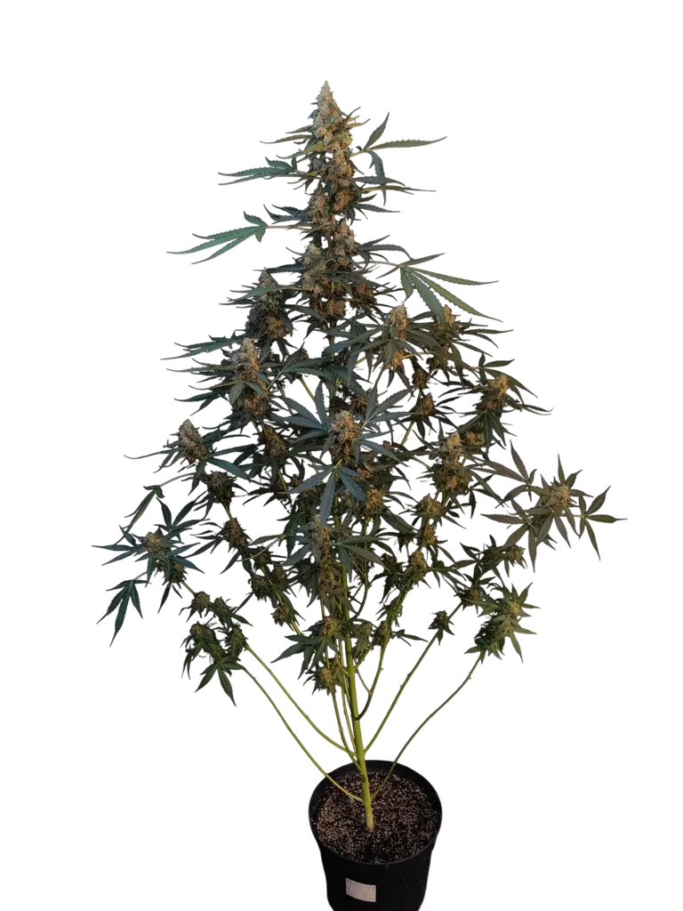 Original Northern Lights Auto | AUTOFEM | Fast Buds