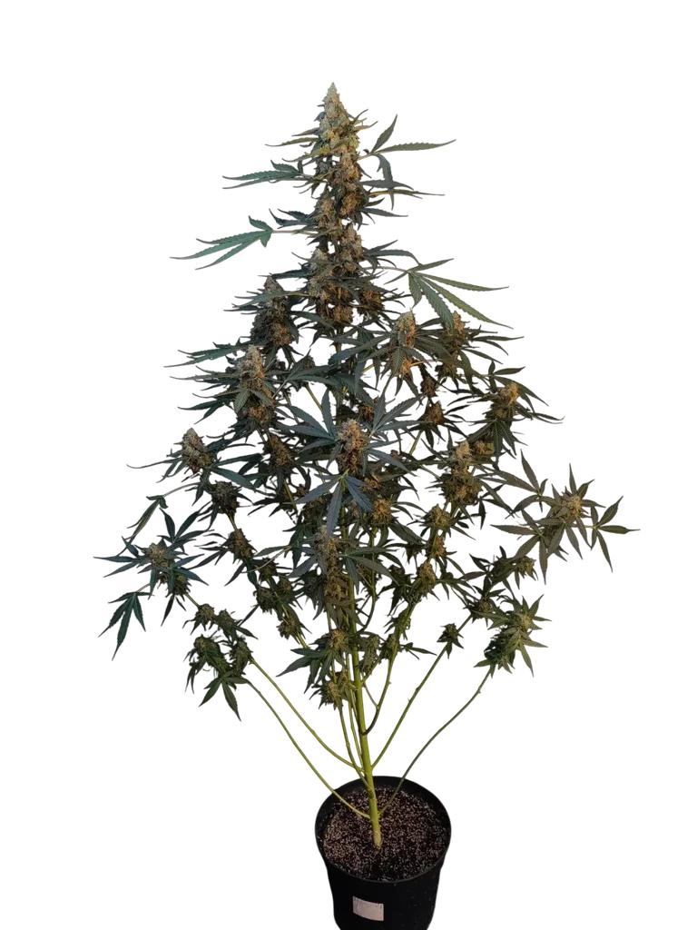 Original Northern Lights Auto | AUTOFEM | Fast Buds