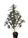 Original Northern Lights Auto | AUTOFEM | Fast Buds