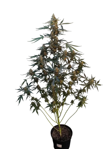 Original Northern Lights Auto