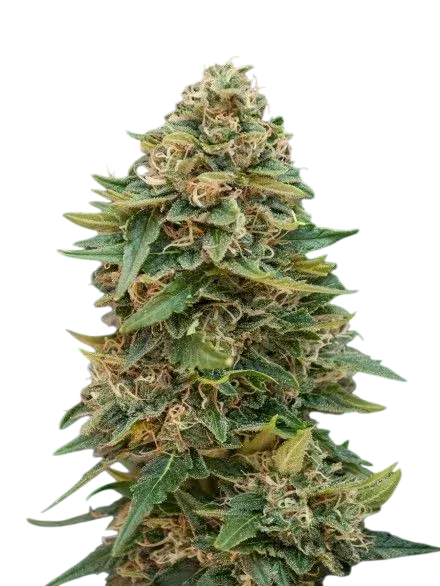 Skunk 47 Auto | AUTOFEM | Advanced Seeds